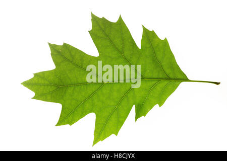 Roteiche, Rot-Eiche, Amerikanische Spitzeiche, Quercus rubra, Quercus borealis, settentrionale di quercia rossa, campione Quercia rossa europea Foto Stock