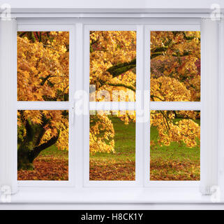 Finestra che si affaccia sul autumn tree con caduta foglie Foto Stock