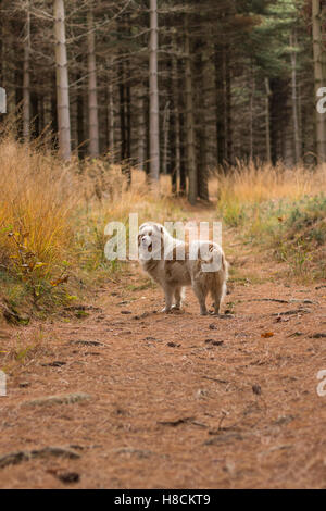 Un bellissimo pastore australiano cane nei boschi della Serra Morenica collina in Piemonte, Italia Foto Stock