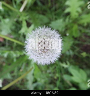 Vista insolita di blowball, ampio angolo di ripresa macro direttamente dall'alto. Foto Stock