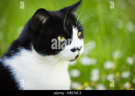 Domestico, capelli corti, bianco e nero, giovani maschi adulti cat seduto in erba non tagliata su un giorno d'estate. Maggio. Devon, Regno Unito Foto Stock