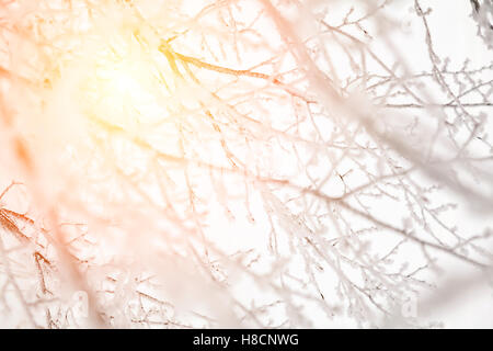 Immagine del sole che splende attraverso la coperta di neve rami. Foto Stock