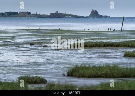 A Isola Santa Baia, Fenham, Northumberland. Velme, marsh, quicksands e uccelli allineate su uno spiedo di sabbia. Foto Stock