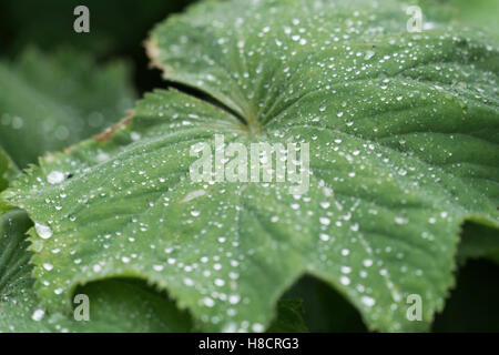 Le goccioline di acqua sulla alchemilla mollis impianto Foto Stock