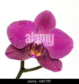 Rosa striato di fiori di orchidea su sfondo bianco Foto Stock