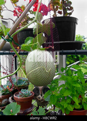 Cucumis melo var. cantalupo - melone Cantalupo emiro F1 cresce in serra Inglese Foto Stock