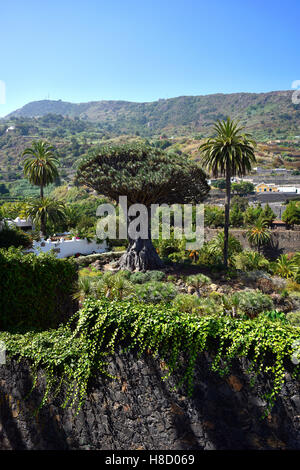 Canaria di dragon tree (Dracaena draco), Dragon Tree, Icod de los Vinos, Tenerife, Isole Canarie, Spagna Foto Stock