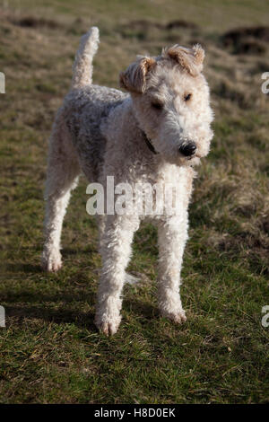 Wirehaired Fox-Terrier Foto Stock