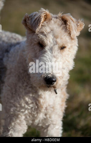 Wirehaired Fox-Terrier, ritratto Foto Stock