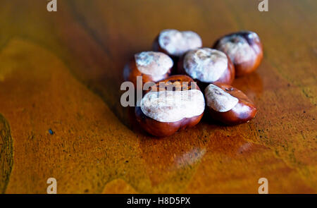 Conkers seduti su un tavolo di legno da cavallo castagno Aesculus hippocastanum Foto Stock