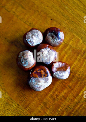 Conkers seduti su un tavolo di legno da cavallo castagno Aesculus hippocastanum Foto Stock