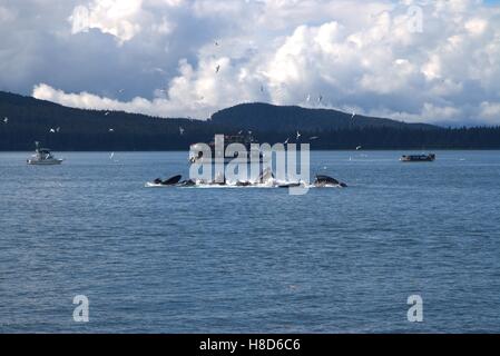 Un record 11 Balene Humpback bolla alimentare nei pressi di JEANEAU ALASKA Foto Stock