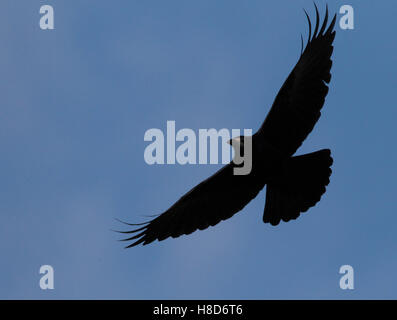 Rook in volo Foto Stock