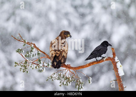 Young white-tailed sea eagle / erne (Haliaeetus albicilla) e il corvo imperiale Corvus corax arroccato nella struttura ad albero durante la caduta di neve in inverno Foto Stock