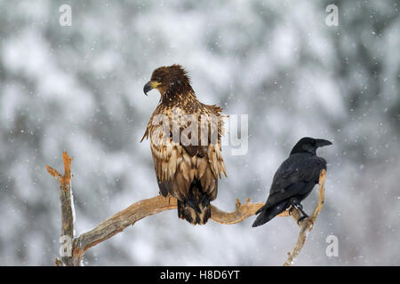 Young white-tailed sea eagle / erne (Haliaeetus albicilla) e il corvo imperiale Corvus corax arroccato nella struttura ad albero durante la caduta di neve in inverno Foto Stock