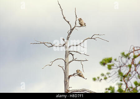 Coppia di hawk owl (surnia ulula) durante la formazione della coppia. Il comportamento di accoppiamento nella foresta lappone. Foto Stock