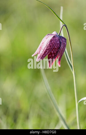 Testa di serpenti Fritillary (Fritillaria meleagris) Foto Stock