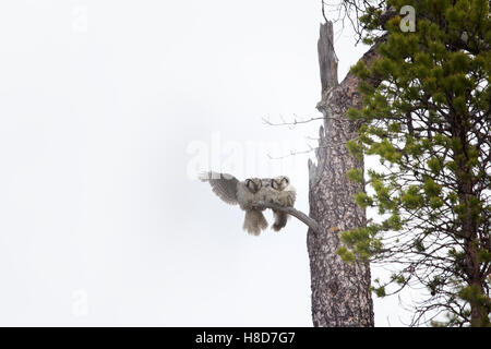 Splendida coppia sposata. Coppia di hawk owl (surnia ulula) su albero secco nella taiga. Maschio Femmina abbraccia con alette Foto Stock