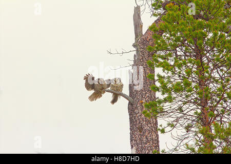 Splendida coppia sposata. Coppia di hawk owl (surnia ulula) su albero secco nella taiga. Maschio Femmina abbraccia con alette Foto Stock