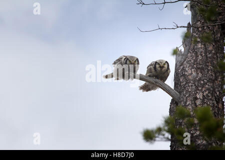 Splendida coppia sposata. Coppia di hawk owl (surnia ulula) su albero secco nella taiga. Foto Stock