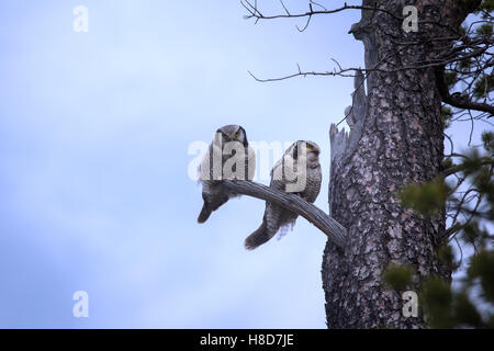 Splendida coppia sposata. Coppia di hawk owl (surnia ulula) su albero secco nella taiga. Foto Stock