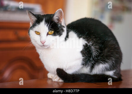 Bianco e nero cat in ambienti chiusi su un tavolo Foto Stock