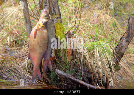 Pesce fresco e vecchi modi di sua conservazione 4. Orate, carpbream (Abramis brama). Pesce pescato messo su pesci di legno stringa e plac Foto Stock