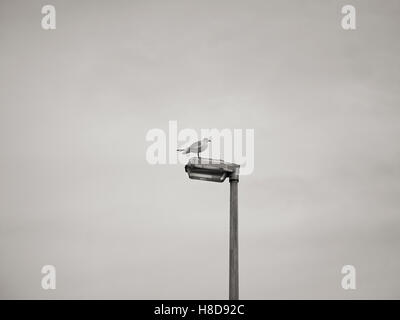 Atterraggio Gabbiano seduta su una lampada posta / lampione in bianco e nero Foto Stock