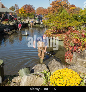 Detroit, Michigan - La Belle Isle Conservancy annuali di koi disputare spostato le carpe ornamentali per trimestri invernali. Foto Stock