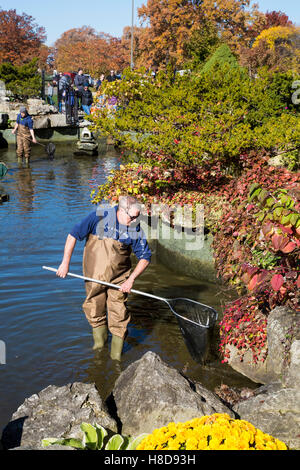 Detroit, Michigan - La Belle Isle Conservancy annuali di koi disputare spostato le carpe ornamentali per trimestri invernali. Foto Stock