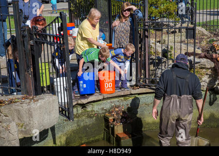 Detroit, Michigan - La Belle Isle Conservancy annuali di koi disputare spostato le carpe ornamentali per trimestri invernali. Foto Stock