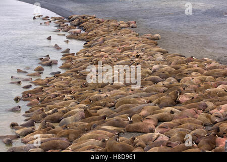 Atlantico enorme tricheco (Odobenus rosmarus rosmarus) addormentato su ogni altro fra spiaggia. Sente ruggiti di bestie Foto Stock