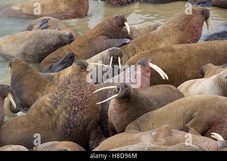 Atlantico enorme tricheco (Odobenus rosmarus rosmarus) addormentato su ogni altro fra spiaggia. Sente ruggiti di bestie Foto Stock