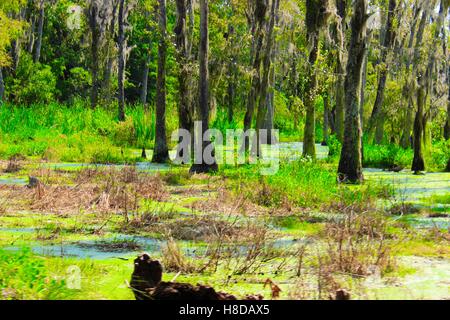 Swamp Paesaggio vicino Magnolia Plantation e giardini, Charleston, Sc Foto Stock