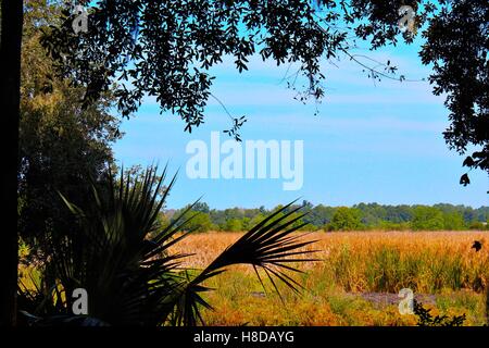 Swamp Paesaggio vicino Magnolia Plantation e giardini, Charleston, Sc Foto Stock