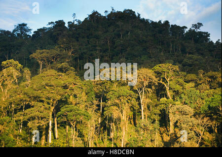 La foresta pluviale montane, ca. 2000 m. Ande orientali, Amazonas, Perù : Habitat per giallo peruviano-tailed lanosi scimmia Foto Stock