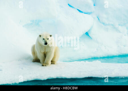 Orso polare (Ursus maritimus) sulla banchisa, Arctic selvatica Foto Stock