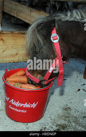 Salisburgo, Austria. Decimo Nov, 2016. Un pony mangia le carote al tradizionale pre-apertura del mercato di natale in fattoria Gut Aiderbichl in Henndorf vicino a Salisburgo, Austria, 10 novembre 2016. Foto: Ursula DUEREN/dpa/Alamy Live News Foto Stock