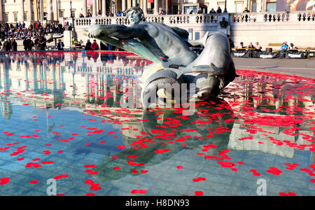 Londra, Regno Unito. 11 Novembre, 2016.Papaveri sono sparsi nelle fontane di Trafalgar Square per celebrare il giorno dell'Armistizio Credito: Brian Minkoff/Alamy Live News Foto Stock