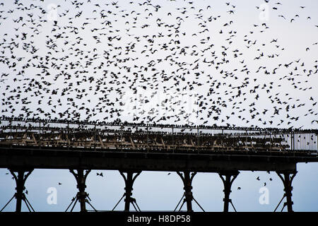 Aberystwyth Wales UK, venerdì 11 novembre 2016 UK meteo : su un grigio sera Nuvoloso, con heavy rain meteo domani, stormi di storni volare in dalla loro alimentazione diurno motivi per eseguire murmurations drammatico nel cielo di Aberystwyth sulla costa del Galles occidentale ogni sera in autunno e inverno, e decine di migliaia di uccelli si riuniscono per posatoio in condizioni di sicurezza per tutta la notte sulla struttura a reticolo di ghisa gambe sotto il lungomare vittoriano pier Photo credit: Keith Morris / Alamy Live News Foto Stock