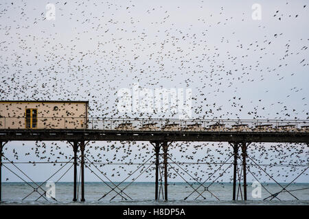 Aberystwyth Wales UK, venerdì 11 novembre 2016 UK meteo : su un grigio sera Nuvoloso, con heavy rain meteo domani, stormi di storni volare in dalla loro alimentazione diurno motivi per eseguire murmurations drammatico nel cielo di Aberystwyth sulla costa del Galles occidentale ogni sera in autunno e inverno, e decine di migliaia di uccelli si riuniscono per posatoio in condizioni di sicurezza per tutta la notte sulla struttura a reticolo di ghisa gambe sotto il lungomare vittoriano pier Photo credit: Keith Morris / Alamy Live News Foto Stock