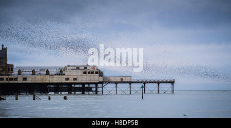 Aberystwyth Wales UK, venerdì 11 novembre 2016 UK meteo : su un grigio sera Nuvoloso, con heavy rain meteo domani, stormi di storni volare in dalla loro alimentazione diurno motivi per eseguire murmurations drammatico nel cielo di Aberystwyth sulla costa del Galles occidentale ogni sera in autunno e inverno, e decine di migliaia di uccelli si riuniscono per posatoio in condizioni di sicurezza per tutta la notte sulla struttura a reticolo di ghisa gambe sotto il lungomare vittoriano pier Photo credit: Keith Morris / Alamy Live News Foto Stock