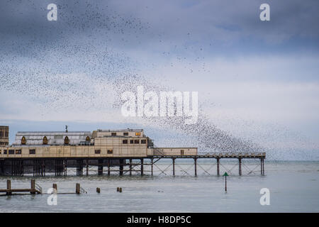 Aberystwyth Wales UK, venerdì 11 novembre 2016 UK meteo : su un grigio sera Nuvoloso, con heavy rain meteo domani, stormi di storni volare in dalla loro alimentazione diurno motivi per eseguire murmurations drammatico nel cielo di Aberystwyth sulla costa del Galles occidentale ogni sera in autunno e inverno, e decine di migliaia di uccelli si riuniscono per posatoio in condizioni di sicurezza per tutta la notte sulla struttura a reticolo di ghisa gambe sotto il lungomare vittoriano pier Photo credit: Keith Morris / Alamy Live News Foto Stock