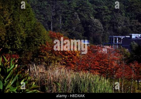 Qiubei. Xi Nov, 2016. Foto scattata il 9 novembre 11, 2016 mostra lo scenario di Puzhehei Wetland Park in Qiubei County, a sud-ovest della Cina di Provincia di Yunnan. Copre un area di oltre mille ettari, Puzhehei Wetland Park è la casa per oltre duecento specie di uccelli. © Yang Zongyou/Xinhua/Alamy Live News Foto Stock