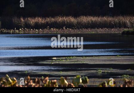 Qiubei. Xi Nov, 2016. Foto scattata il 9 novembre 11, 2016 mostra lo scenario di Puzhehei Wetland Park in Qiubei County, a sud-ovest della Cina di Provincia di Yunnan. Copre un area di oltre mille ettari, Puzhehei Wetland Park è la casa per oltre duecento specie di uccelli. © Yang Zongyou/Xinhua/Alamy Live News Foto Stock