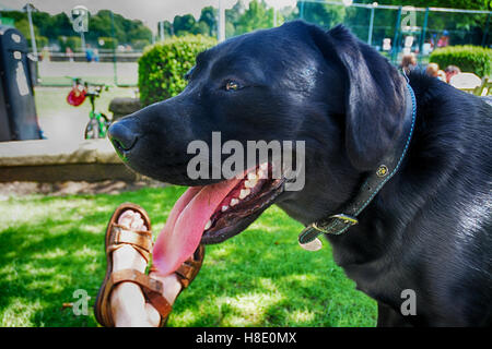Il Labrador nero si siede nell'ombra lunga con la lingua di fuori su una calda giornata nel parco dopo una passeggiata Foto Stock