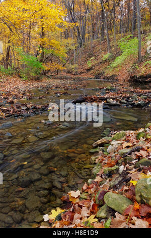 Un flusso tranquillo si snoda attraverso il bosco. Un Forest Preserve vicino Foto Stock