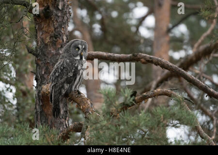 Grande Gufo grigio / Bartkauz ( Strix nebulosa ) appollaiato in un albero di pino, guardando intorno, Perfetto mimetismo, caccia. Foto Stock