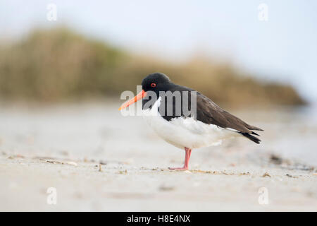 ( Oystercatcher Haematopus ostralegus ) standing, in appoggio sulla spiaggia, tipico degli uccelli del mare di Wadden, specie in via di estinzione. Foto Stock