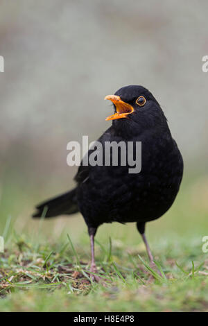 Merlo comune / Amsel ( Turdus merula ), maschio nero, seduto a terra, cantando, corteggiare, aprire il becco, Bill, vista frontale. Foto Stock